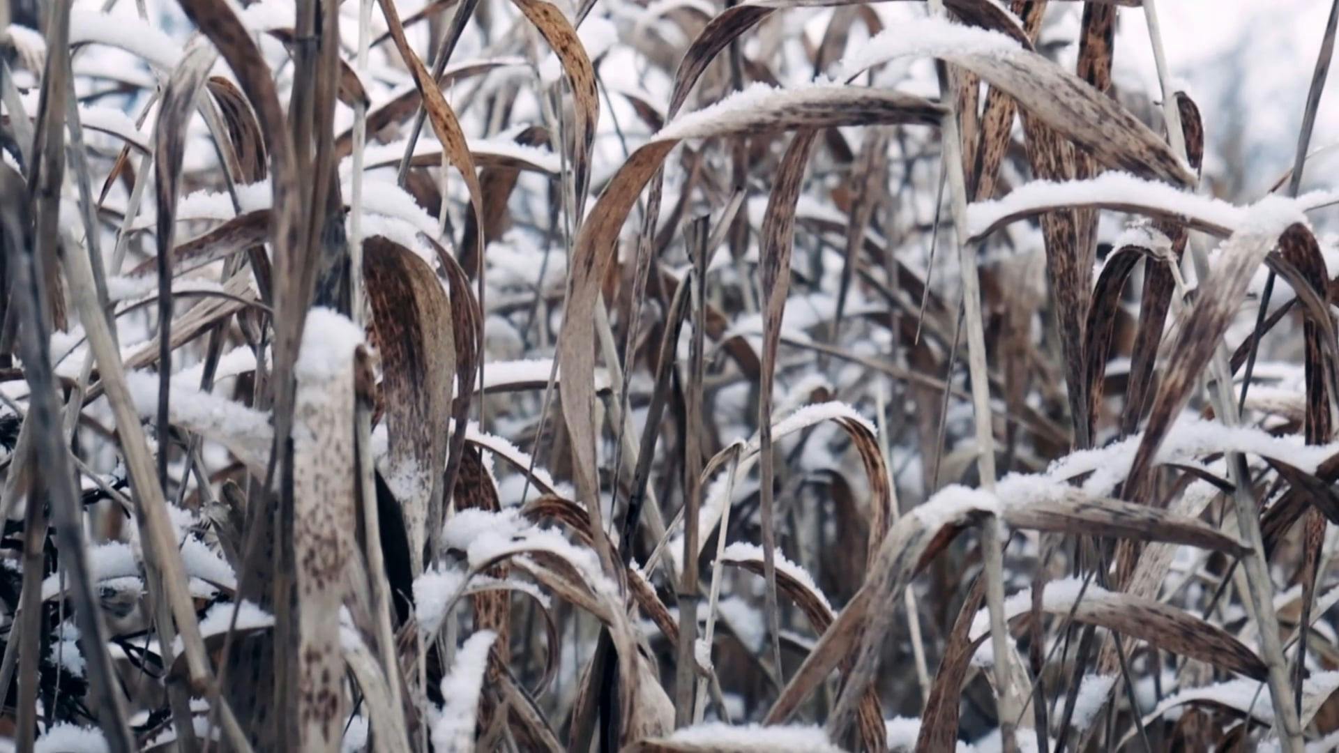 Video by Nature       Feels