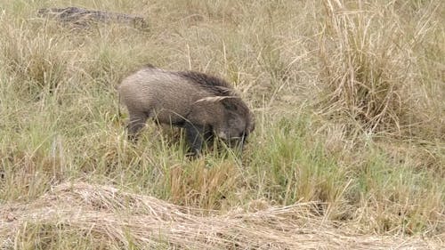 A Wild Boar Eating Grass