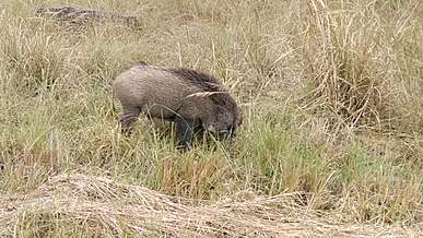 a wild boar eating grass