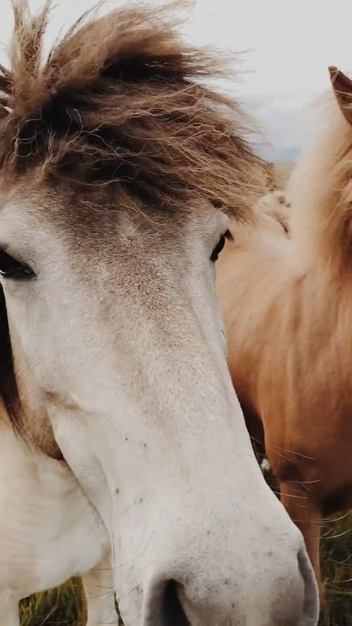 A Video of Grazing Horses