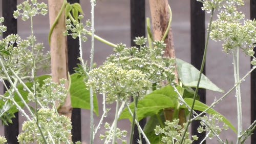 Close-Up Video of Plants