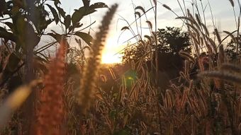 晨曦视频素材视频素材免费下载视频素材