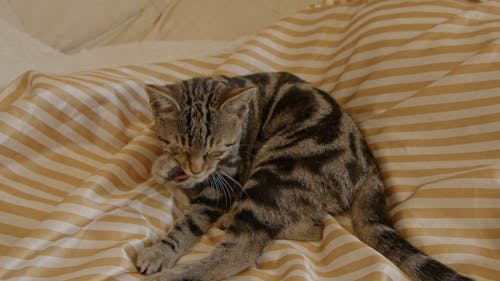 Cat Grooming Its Paw