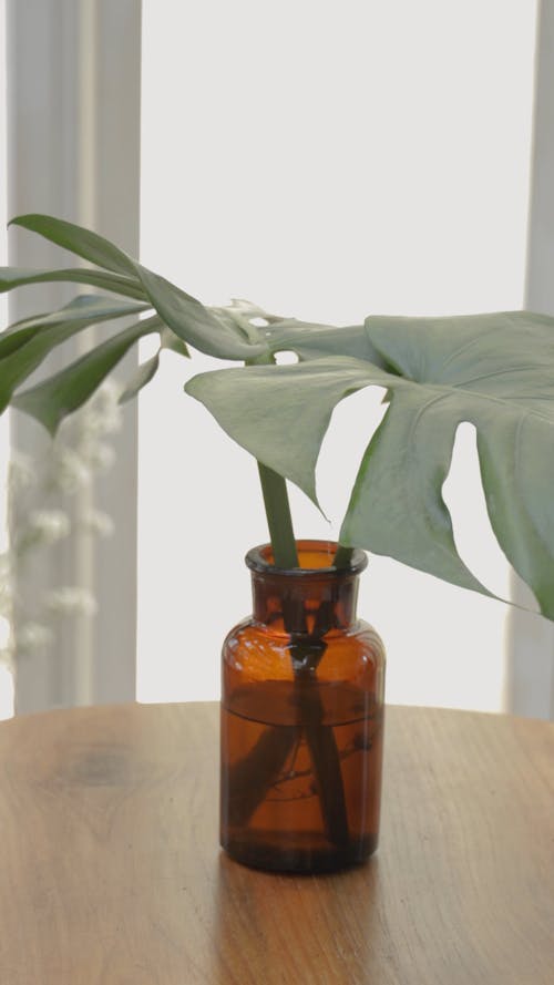 A Monstera Plant in a Vase