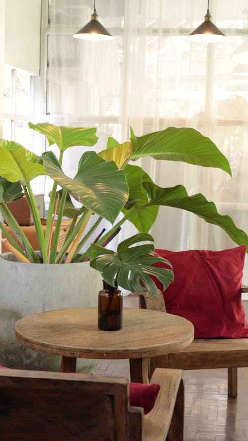Indoor Plants at the Living Room