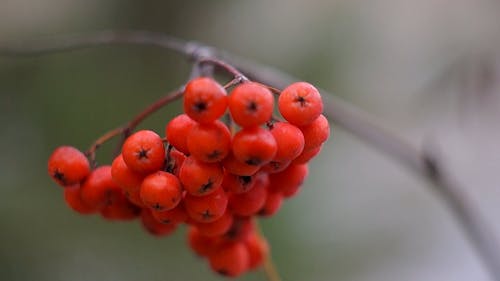 Close Up View of a Bunch of Rowan Berry Hanging From a Tree