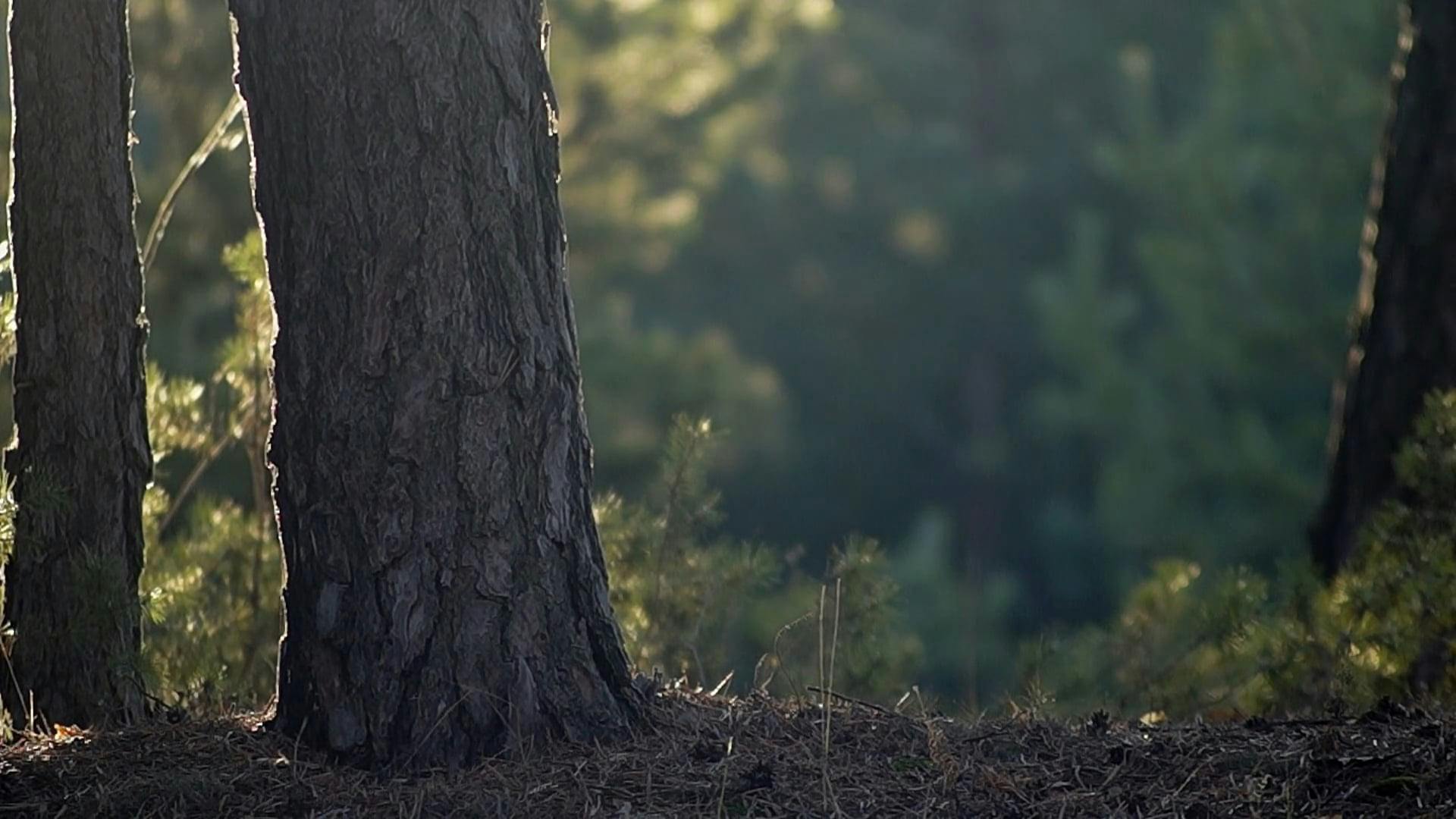 Video by Ruslan Sikunov