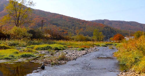 Beautiful View of the Mountains and Trees in Autumn