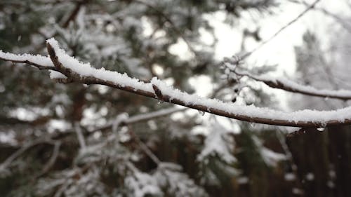 Close Up Shot of Snowfall