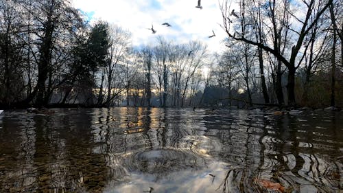 Lake with Ducks in Autumn 