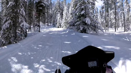 Trees Covered with Snow