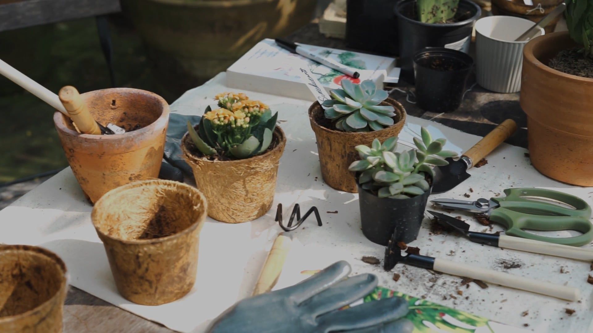 High Angle Shot of Plants on the Table Free Stock Video Footage ...