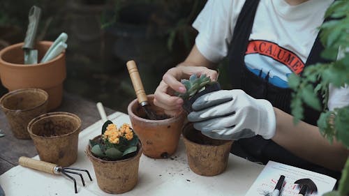 A Woman Planting Succulents