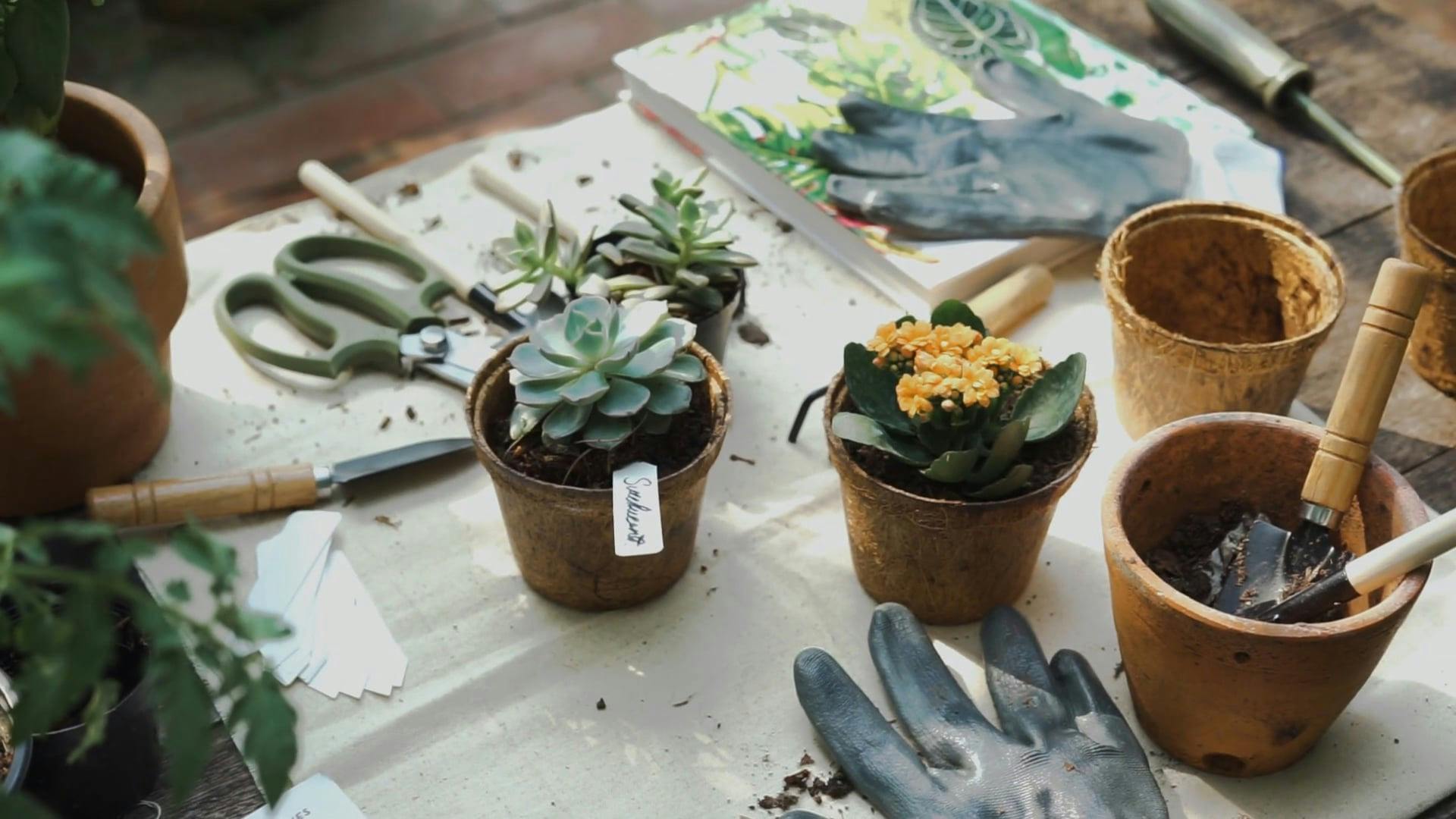 Potted Plants and Gardening Tools on Wooden Table · Free Stock Video