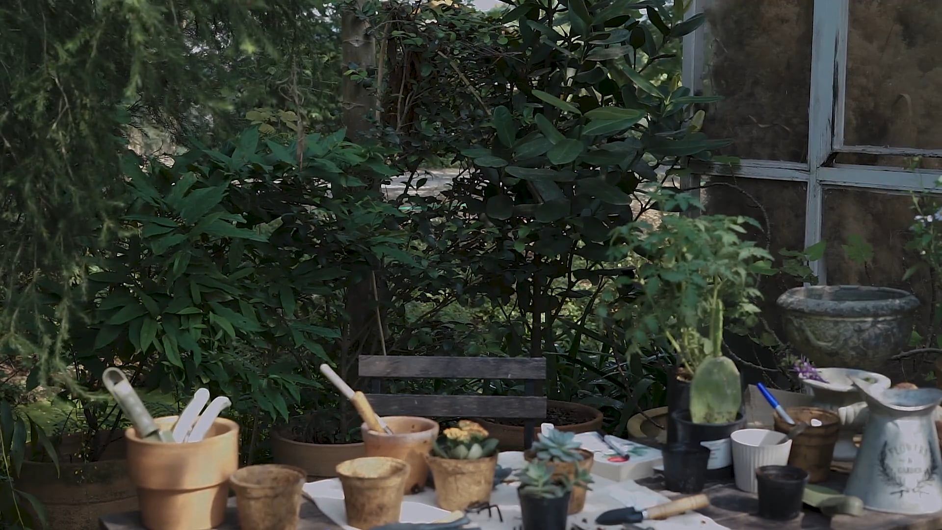 A Woman Placing a Potted Plant on a Table Free Stock Video Footage ...