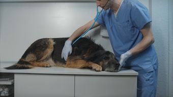 宠物医院视频素材