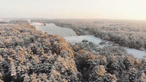 Drone Footage of a Dense Forest near a Frozen Lake