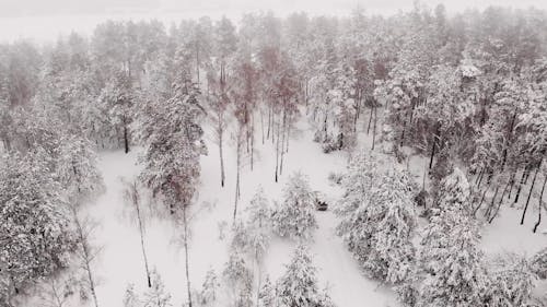 Aerial Video of a Vehicle Passing Through Snow Covered Forest