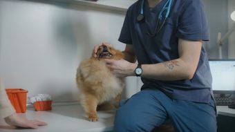 宠物医院视频素材