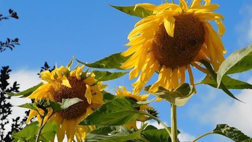 Close Up Video of Sunflowers