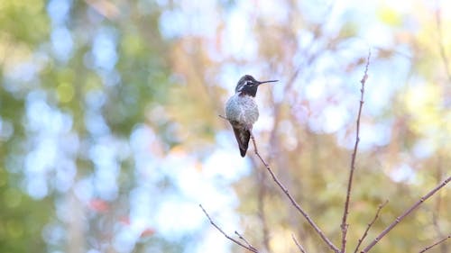 Hummingbird Perched and Flying Away from the Twig