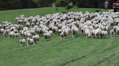 Sheep and Dogs Running in the Farm