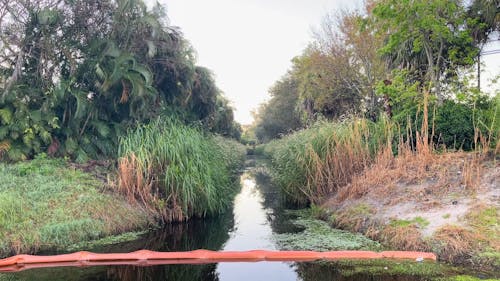 Plants on Side of River