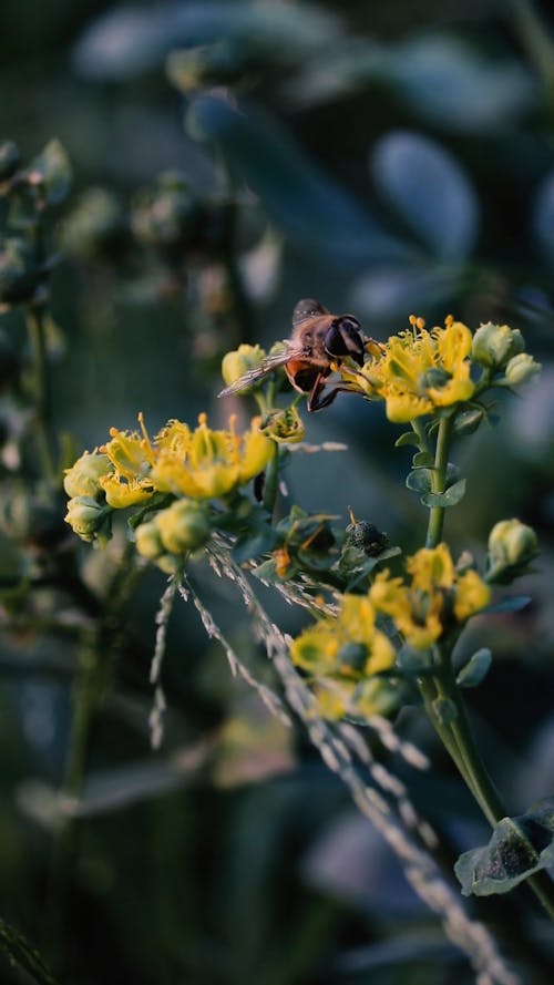 Bee Feeding on a Flower Nectar