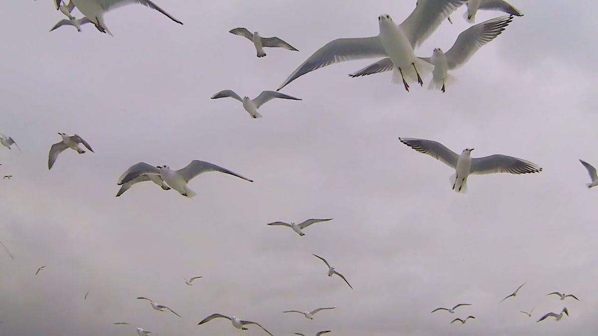 Birds Flying Videos, Download The BEST Free 4k Stock Video Footage ...