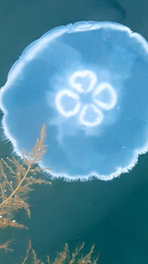 Jellyfish Swimming on a Shallow Water