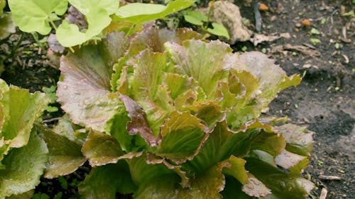 Lettuce Plants Close up
