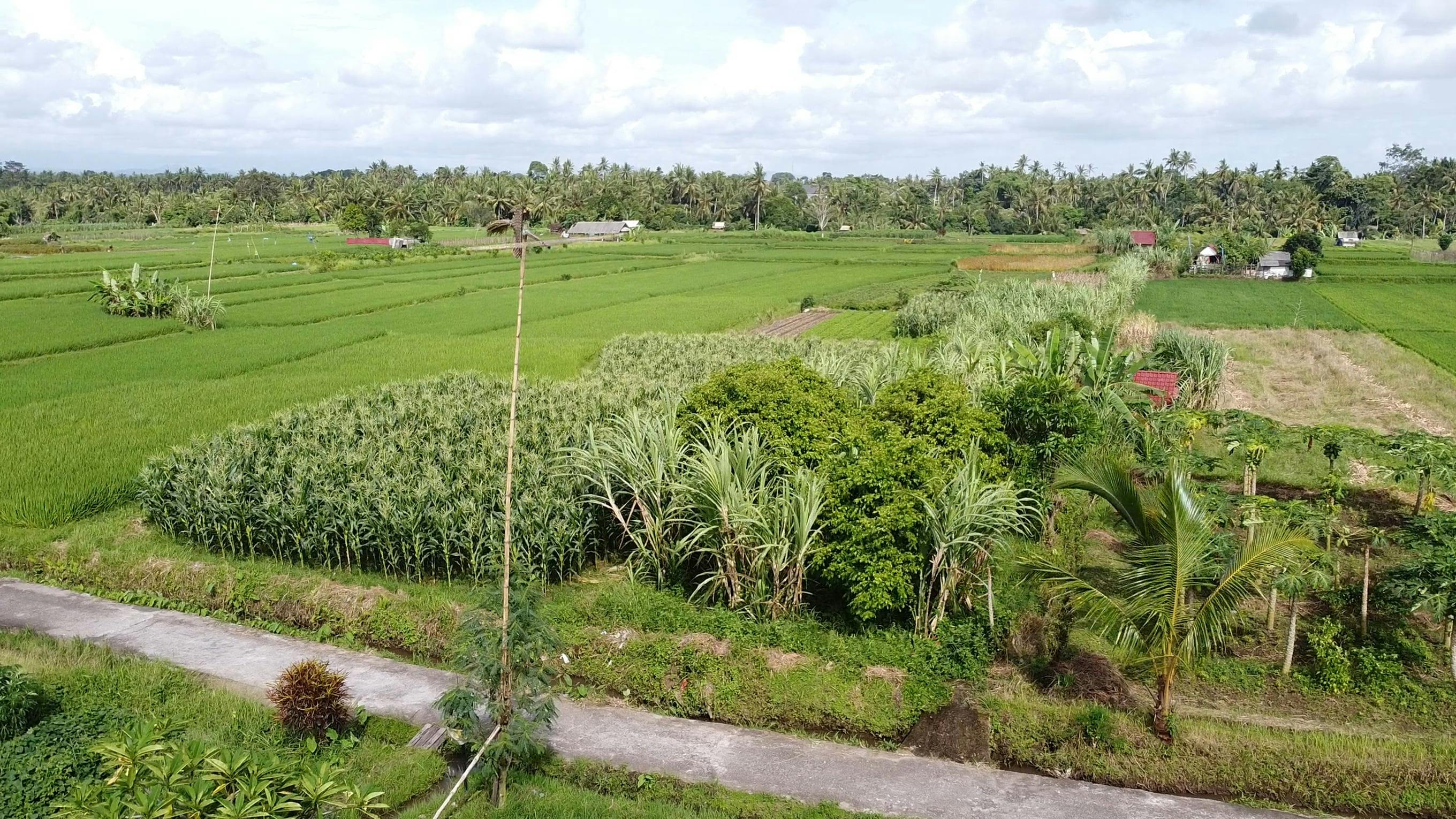 Drone Footage Of Tropical Farm · Free Stock Video