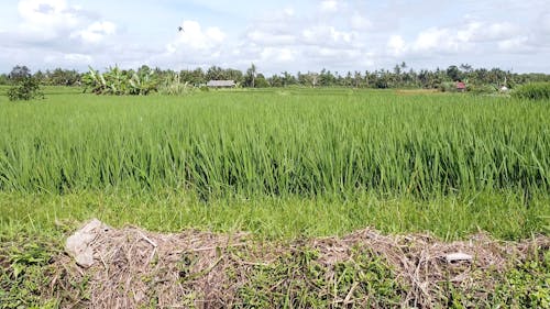 Tropical Farmland