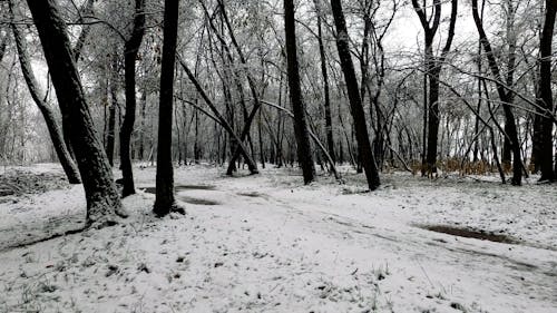 Woods in the Winter