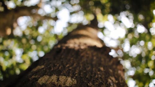 Close-Up Shots of Tree Trunks