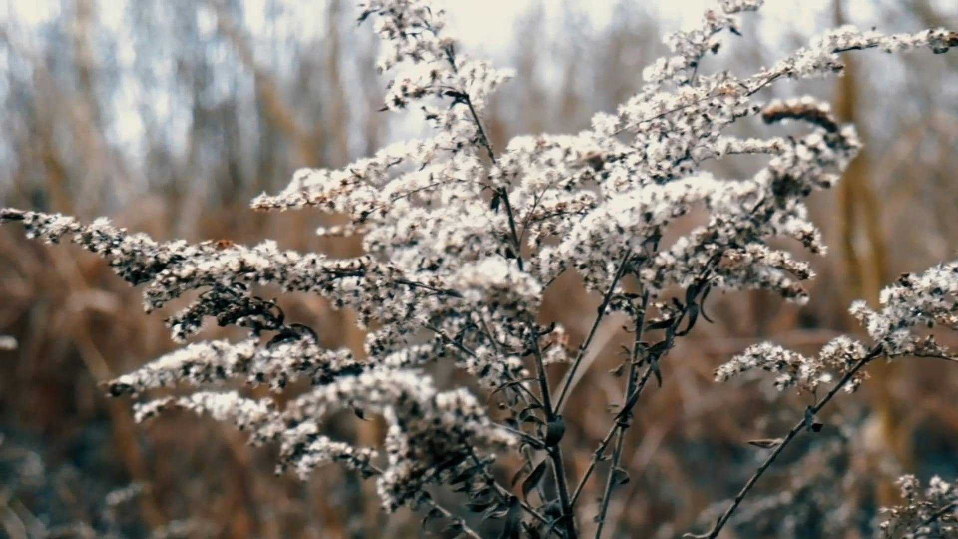 Video by Nature       Feels