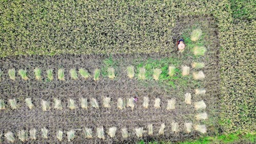 Aerial View of Person Harvesting Rice