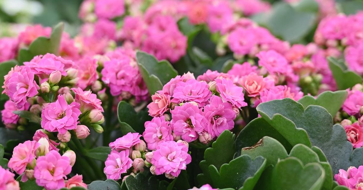 Caloche Close-Up Video of Pink Kalanchoe in the Garden Free Stock Video Footage ...