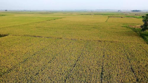Drone Shot of a Grass Field