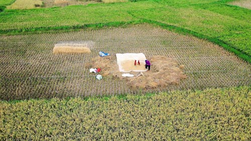 Farmers Working on the Farm