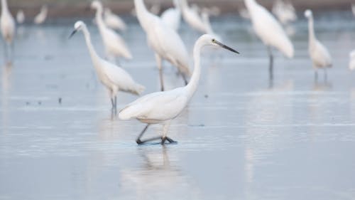 White Egret Walking in the Water