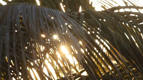 Close Up View of the Coconut Leaves Covering the Sun