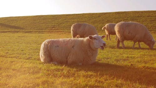 Sheeps Eating Grass in the Grass Field