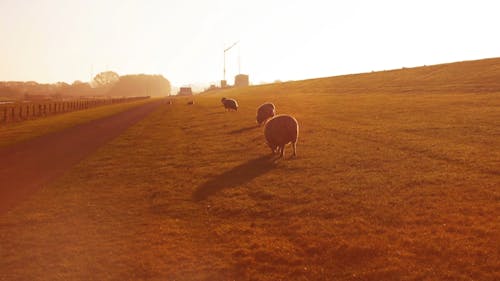 Sheeps Eating Grass in a Grass Field
