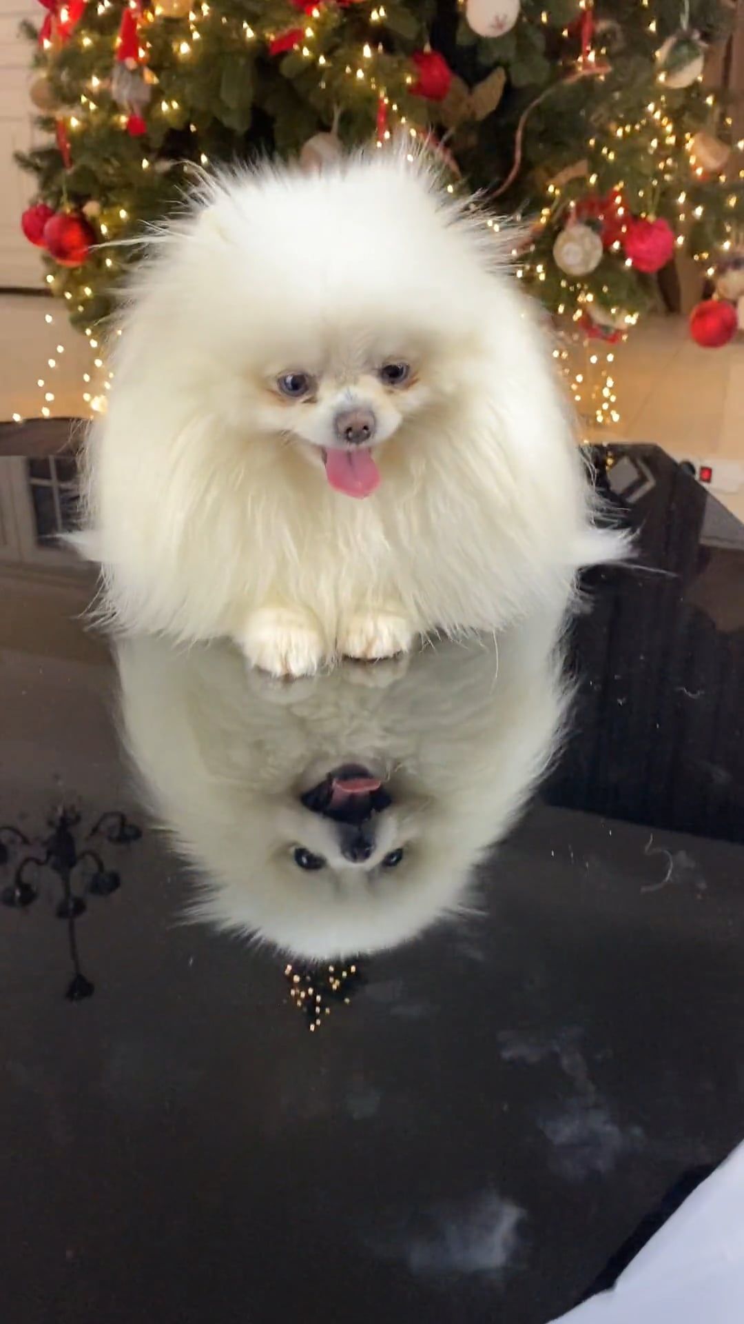 Dog Sitting in front of a Christmas Tree · Free Stock Video
