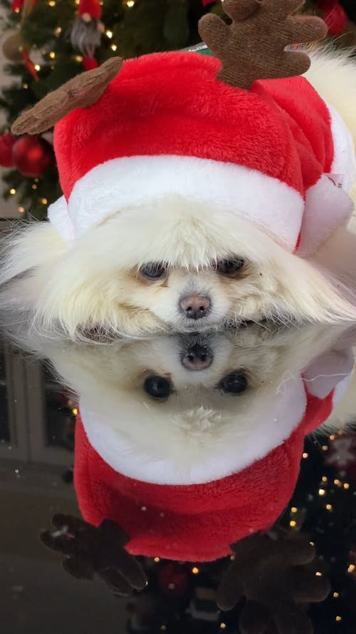 A Cute Dog Wearing a Costume for Christmas