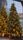 xmastree