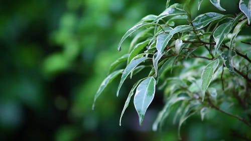 Close Up View of Leaves with Dew and Water Droplets