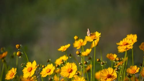 Butterfly over the Yellow Flower