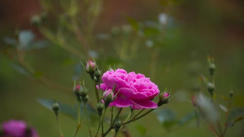 Blooming Pink Flower